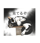 あまりにもリアルな猫（個別スタンプ：11）