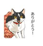 あまりにもリアルな猫（個別スタンプ：14）