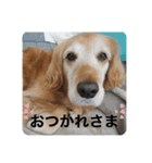 愛犬くぅスタンプ②（個別スタンプ：1）