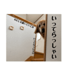 愛犬くぅスタンプ②（個別スタンプ：3）