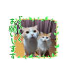 himemaricyan family（個別スタンプ：15）