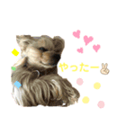 ヨーキーとトイプーPart3（個別スタンプ：8）