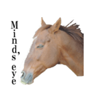 お馬さんが一言2(英語版)（個別スタンプ：15）