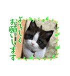 パンとオレオ（個別スタンプ：9）