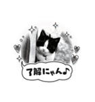 パンとオレオ（個別スタンプ：24）
