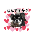 まいにちくぅちゃん（個別スタンプ：1）