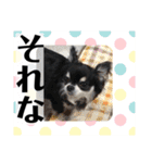 まいにちくぅちゃん（個別スタンプ：25）
