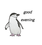 penguins ☆ world（個別スタンプ：1）