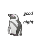 penguins ☆ world（個別スタンプ：3）