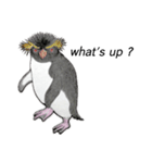 penguins ☆ world（個別スタンプ：7）