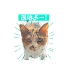 三毛猫じじ♀（個別スタンプ：1）