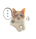 三毛猫じじ♀（個別スタンプ：2）