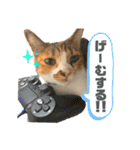 三毛猫じじ♀（個別スタンプ：3）