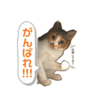 三毛猫じじ♀（個別スタンプ：4）