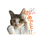 三毛猫じじ♀（個別スタンプ：5）