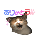 三毛猫じじ♀（個別スタンプ：6）