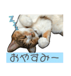 三毛猫じじ♀（個別スタンプ：7）