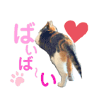 三毛猫じじ♀（個別スタンプ：8）