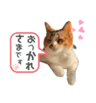 三毛猫じじ♀（個別スタンプ：9）