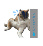 三毛猫じじ♀（個別スタンプ：10）