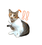 三毛猫じじ♀（個別スタンプ：11）
