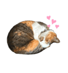 三毛猫じじ♀（個別スタンプ：13）