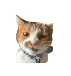 三毛猫じじ♀（個別スタンプ：14）
