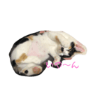 デブしかいねぇ（個別スタンプ：8）