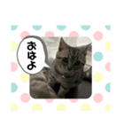 アメショとキジトラ むぎとほっぷ（個別スタンプ：7）