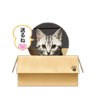 アメショとキジトラ むぎとほっぷ（個別スタンプ：9）