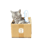 アメショとキジトラ むぎとほっぷ（個別スタンプ：16）