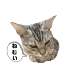 我が家のこてつvol.3（個別スタンプ：1）