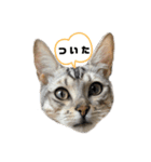 我が家のこてつvol.3（個別スタンプ：3）