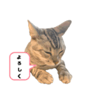 我が家のこてつvol.3（個別スタンプ：4）
