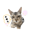 我が家のこてつvol.3（個別スタンプ：6）