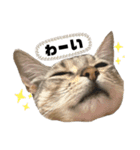 我が家のこてつvol.3（個別スタンプ：7）