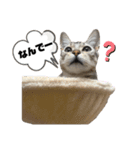 我が家のこてつvol.3（個別スタンプ：8）