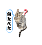 我が家のこてつvol.3（個別スタンプ：10）