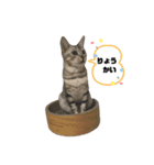 我が家のこてつvol.3（個別スタンプ：13）