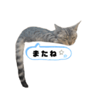 我が家のこてつvol.3（個別スタンプ：14）