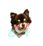 Chihuahua's Song ソラとリズ⑤（個別スタンプ：1）