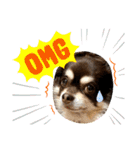Chihuahua's Song ソラとリズ⑤（個別スタンプ：3）
