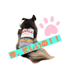 Chihuahua's Song ソラとリズ⑤（個別スタンプ：8）
