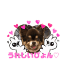Chihuahua's Song ソラとリズ⑤（個別スタンプ：9）