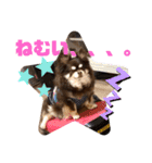 Chihuahua's Song ソラとリズ⑤（個別スタンプ：10）