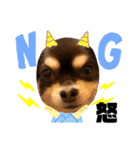 Chihuahua's Song ソラとリズ⑤（個別スタンプ：11）