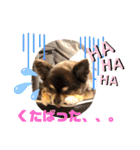 Chihuahua's Song ソラとリズ⑤（個別スタンプ：12）