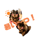 Chihuahua's Song ソラとリズ⑤（個別スタンプ：13）