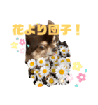 Chihuahua's Song ソラとリズ⑤（個別スタンプ：14）