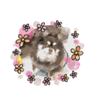 Chihuahua's Song ソラとリズ⑤（個別スタンプ：15）